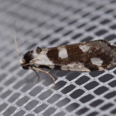 Lepidoscia (genus) ADULT (A Case moth) at QPRC LGA - 29 Jan 2024 by DianneClarke