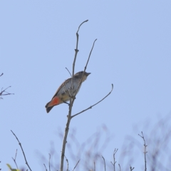 Dicaeum hirundinaceum (Mistletoebird) at Mystery Bay, NSW - 29 Jan 2024 by Trevor