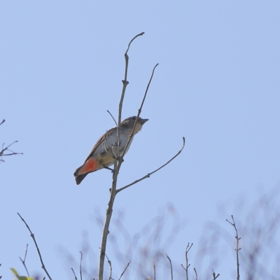 Dicaeum hirundinaceum (Mistletoebird) at Eurobodalla National Park - 29 Jan 2024 by Trevor