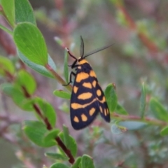 Asura lydia (Lydia Lichen Moth) at Tallong, NSW - 31 Jan 2024 by Csteele4
