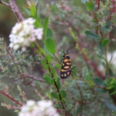 Asura lydia at Tallong, NSW - suppressed