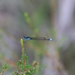 Ischnura heterosticta (Common Bluetail Damselfly) at Tallong, NSW - 31 Jan 2024 by Csteele4