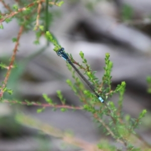Ischnura heterosticta at Tallong, NSW - 31 Jan 2024