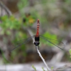 Diplacodes melanopsis (Black-faced Percher) at Tallong, NSW - 31 Jan 2024 by Csteele4