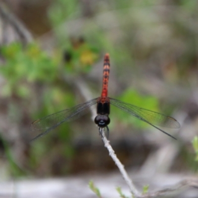 Diplacodes melanopsis (Black-faced Percher) at Tallong, NSW - 31 Jan 2024 by Csteele4