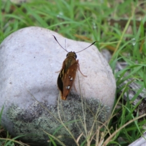 Trapezites symmomus at Tallong, NSW - 31 Jan 2024 03:20 PM