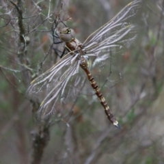 Adversaeschna brevistyla (Blue-spotted Hawker) at Tallong, NSW - 31 Jan 2024 by Csteele4