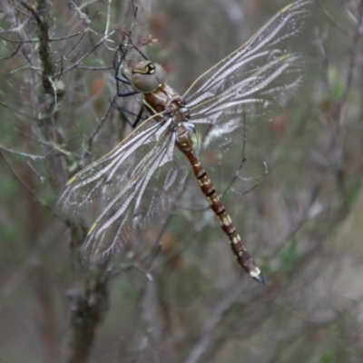 Adversaeschna brevistyla (Blue-spotted Hawker) at Tallong, NSW - 31 Jan 2024 by Csteele4