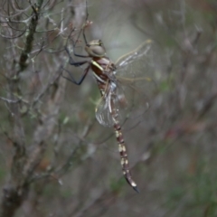 Adversaeschna brevistyla at Tallong, NSW - suppressed