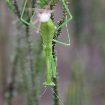Orthodera ministralis (Green Mantid) at Tallong, NSW - 31 Jan 2024 by Csteele4