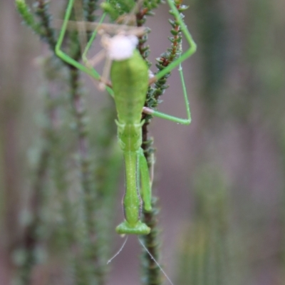 Orthodera ministralis (Green Mantid) at Tallong, NSW - 30 Jan 2024 by Csteele4