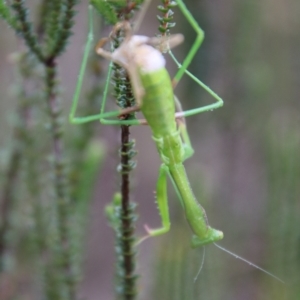 Orthodera ministralis at Tallong, NSW - 31 Jan 2024