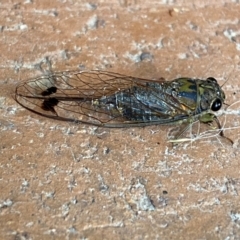 Galanga labeculata (Double-spotted cicada) at Jerrabomberra, NSW - 30 Jan 2024 by SteveBorkowskis