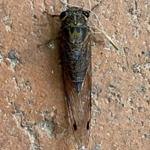 Galanga labeculata at QPRC LGA - suppressed