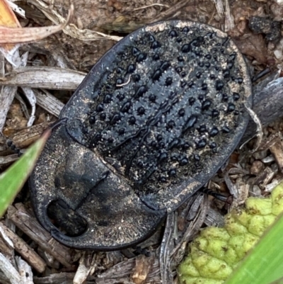 Helea ovata (Pie-dish beetle) at Lower Molonglo - 31 Jan 2024 by SteveBorkowskis