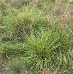 Sorghum leiocladum at Kama - 31 Jan 2024