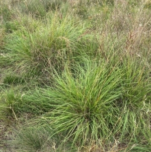 Sorghum leiocladum at Kama - 31 Jan 2024 11:28 AM