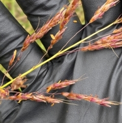 Sorghum leiocladum at Kama - 31 Jan 2024