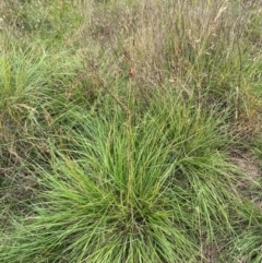 Sorghum leiocladum at Kama - 31 Jan 2024 11:28 AM