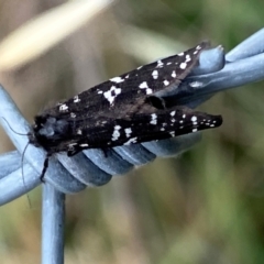 Psychanisa baliodes at Kama - 31 Jan 2024 01:40 PM