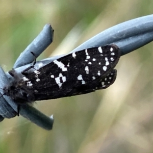 Psychanisa baliodes at Kama - 31 Jan 2024