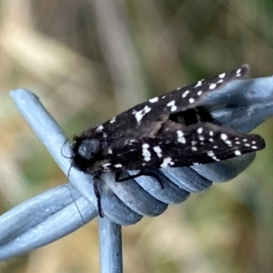 Psychanisa baliodes at Kama - 31 Jan 2024 01:40 PM