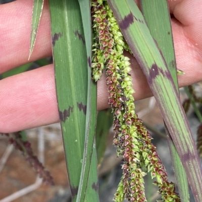 Echinochloa colona (Awnless Barnyard Grass) at Whitlam, ACT by SteveBorkowskis