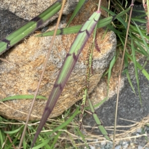 Echinochloa colona at suppressed - 31 Jan 2024