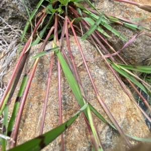 Echinochloa colona at suppressed - 31 Jan 2024