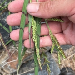 Echinochloa colona at suppressed - 31 Jan 2024