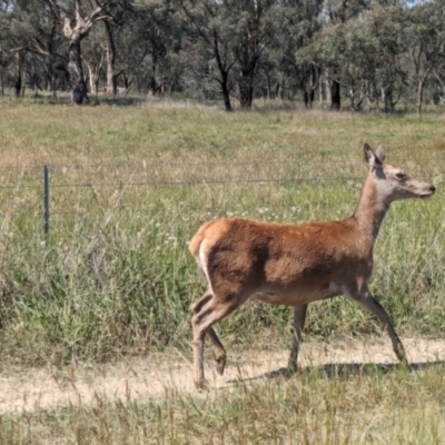 Cervus elaphus (Red Deer) at Jeir, NSW - 31 Jan 2024 by Jek