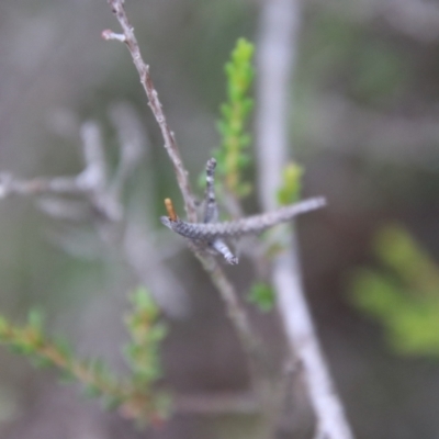 Heide amiculi (Heath Matchstick) at Tallong, NSW - 31 Jan 2024 by Csteele4