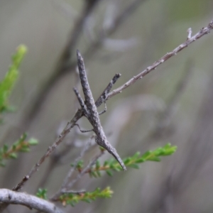 Heide sp. (genus) at Tallong, NSW - 31 Jan 2024