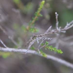 Heide sp. (genus) at Tallong, NSW - suppressed