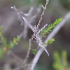 Heide sp. (genus) at Tallong, NSW - 31 Jan 2024