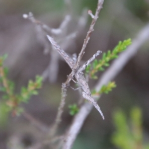 Heide sp. (genus) at Tallong, NSW - 31 Jan 2024