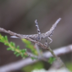 Heide sp. (genus) at Tallong, NSW - 31 Jan 2024