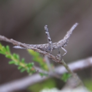 Heide sp. (genus) at Tallong, NSW - suppressed