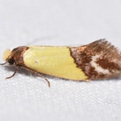 Edosa xystidophora (Tineid moth) at Jerrabomberra, NSW - 29 Jan 2024 by DianneClarke