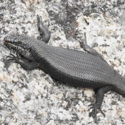 Egernia saxatilis (Black Rock Skink) at Namadgi National Park - 31 Jan 2024 by JohnBundock