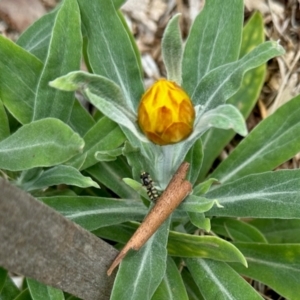 Syrphini sp. (tribe) at Aranda, ACT - 31 Jan 2024