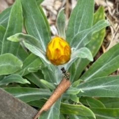 Syrphini sp. (tribe) at Aranda, ACT - 31 Jan 2024