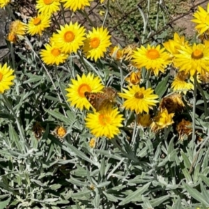 Junonia villida at Aranda, ACT - 31 Jan 2024