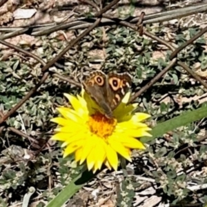 Junonia villida at Aranda, ACT - 31 Jan 2024