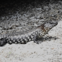 Egernia cunninghami (Cunningham's Skink) at Namadgi National Park - 30 Jan 2024 by JohnBundock