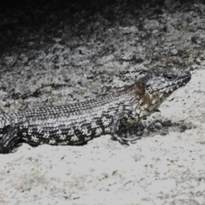 Egernia cunninghami at Namadgi National Park - 31 Jan 2024 10:46 AM