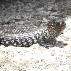 Egernia cunninghami at Namadgi National Park - 31 Jan 2024