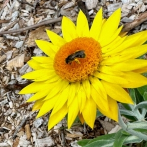 Lasioglossum (Chilalictus) sp. (genus & subgenus) at Aranda, ACT - 31 Jan 2024 01:16 PM