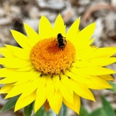 Lasioglossum (Chilalictus) sp. (genus & subgenus) at Aranda, ACT - 31 Jan 2024 01:16 PM