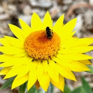 Lasioglossum (Chilalictus) sp. (genus & subgenus) at Aranda, ACT - 31 Jan 2024